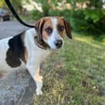 Jamison, a 5 years old male Beagle available for adoption from Almost Home NI in Northern Ireland