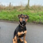 Diego, a Unknown old male Unknown available for adoption from Almost Home NI in Northern Ireland