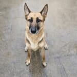 Alba, a 4 years old female German Shepherd available for adoption from Almost Home NI in Northern Ireland