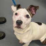 Chico, a Unknown old male Terrier available for adoption from Almost Home NI in Northern Ireland