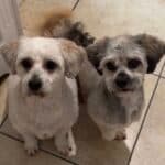 Bailey And Chunky, a Unknown old female Unknown available for adoption from Almost Home NI in Northern Ireland