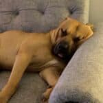 Creed, a 2 years old male Staffordshire Bull Terrier available for adoption from Almost Home NI in Northern Ireland