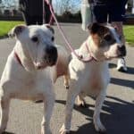 Charlie And Jodie, a Unknown old unknown Staffordshire Bull Terrier available for adoption from Almost Home NI in Northern Ireland