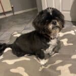 Belle, a 9 years old female Shih Tzu available for adoption from Almost Home NI in Northern Ireland