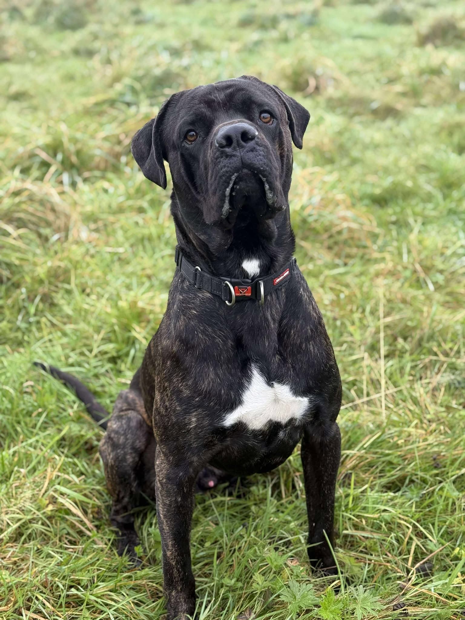Basil, a 2 years old male Mastiff available for adoption from Animal Rescue Cumbria in Cumbria