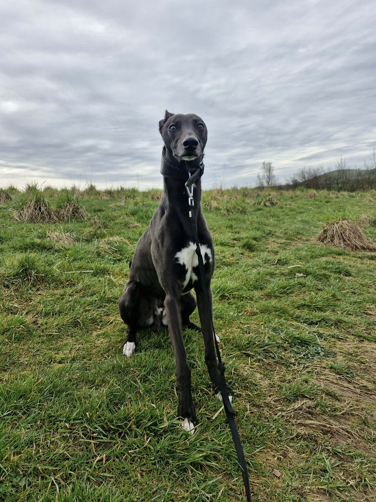 Derek, a 4 years old male Whippet X Greyhound available for adoption from Animal Rescue Cumbria in Cumbria