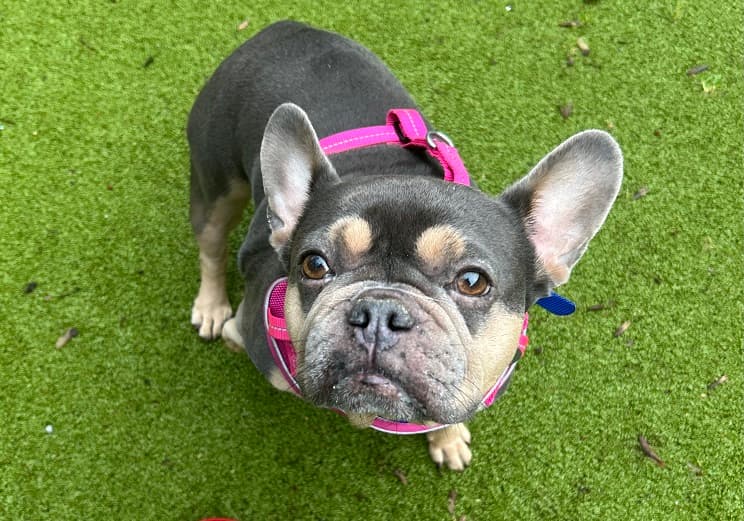 Little Coco Bbh Dog, a 8 years old female Bulldog available for adoption from Battersea Dogs & Cats Home in Greater London