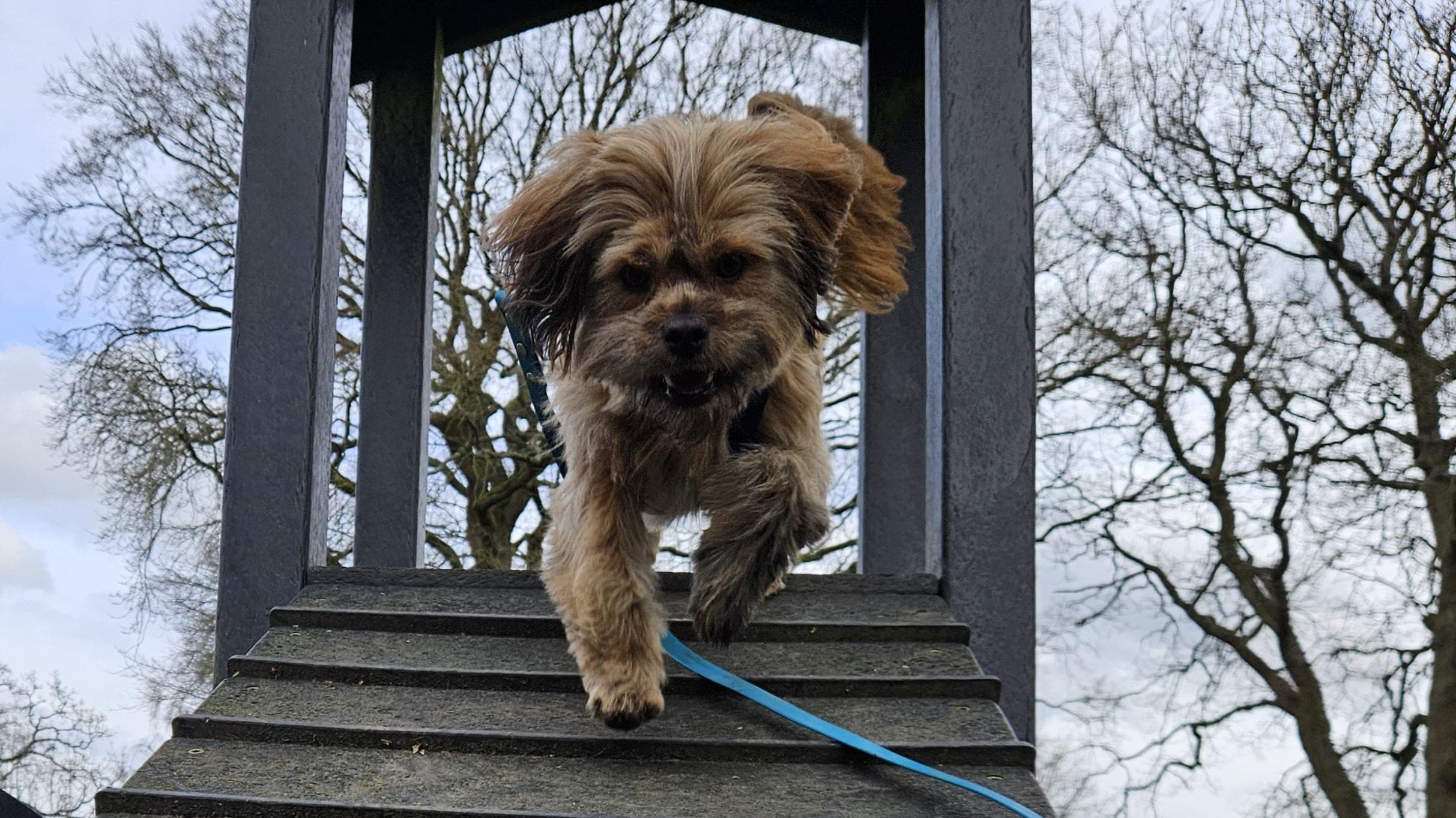 Chewy, a 1 year old male Shih Tzu available for adoption from Battersea Dogs & Cats Home in Greater London