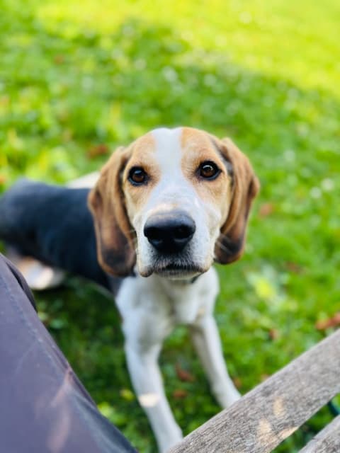 Bailey, a 5 years old male Beagle available for adoption from Beagle Welfare in Staffordshire
