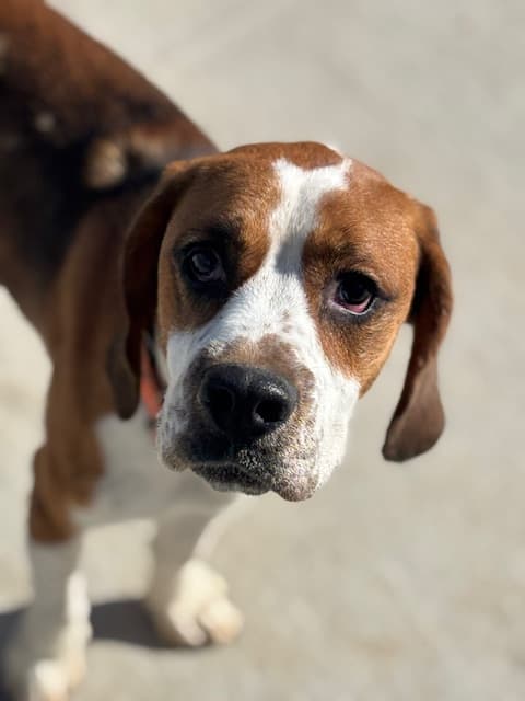 Bernard, a 3 years old male Beagle available for adoption from Beagle Welfare in Staffordshire