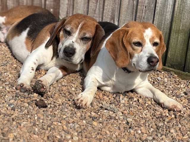 Muffin And Biscuit, a Unknown old female Beagle available for adoption from Beagle Welfare in Staffordshire