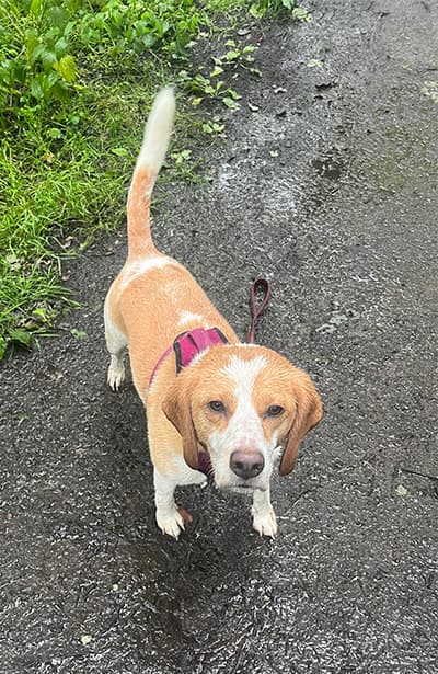 Daisy, a 6 years old female Beagle available for adoption from Beagle Welfare in Staffordshire