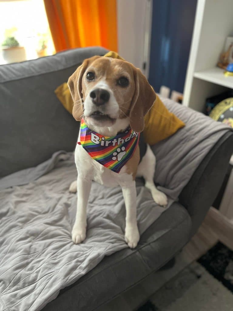 Belle, a 10 years old female Beagle available for adoption from Beagle Welfare in Staffordshire