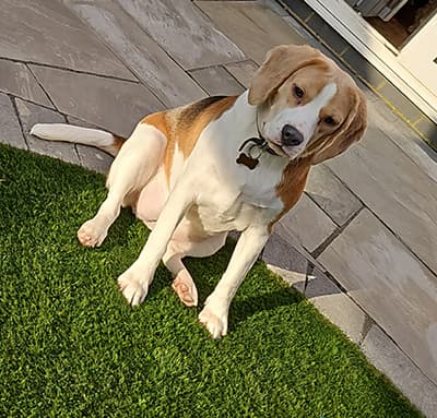 Bella, a 3 years old female Beagle available for adoption from Beagle Welfare in Staffordshire