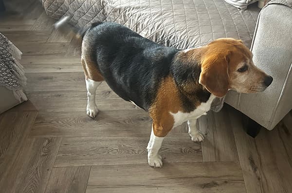 Milo, a 5 years old male Beagle available for adoption from Beagle Welfare in Staffordshire
