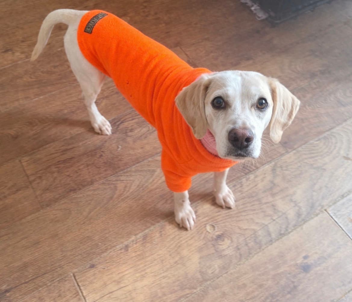 Lumi, a 10 years old female Beagle available for adoption from Beagle Welfare in Staffordshire