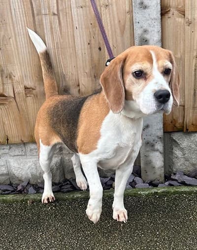 Fran, a 4 years old female Beagle available for adoption from Beagle Welfare in Staffordshire