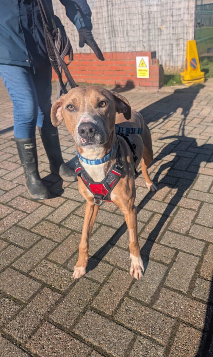 Hunter, a 1 year old male Whippet available for adoption from Newcastle Dogs & Cats Shelter in Tyne and Wear