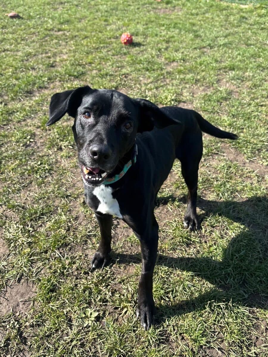 Missy, a 10 years old female Labrador available for adoption from Newcastle Dogs & Cats Shelter in Tyne and Wear