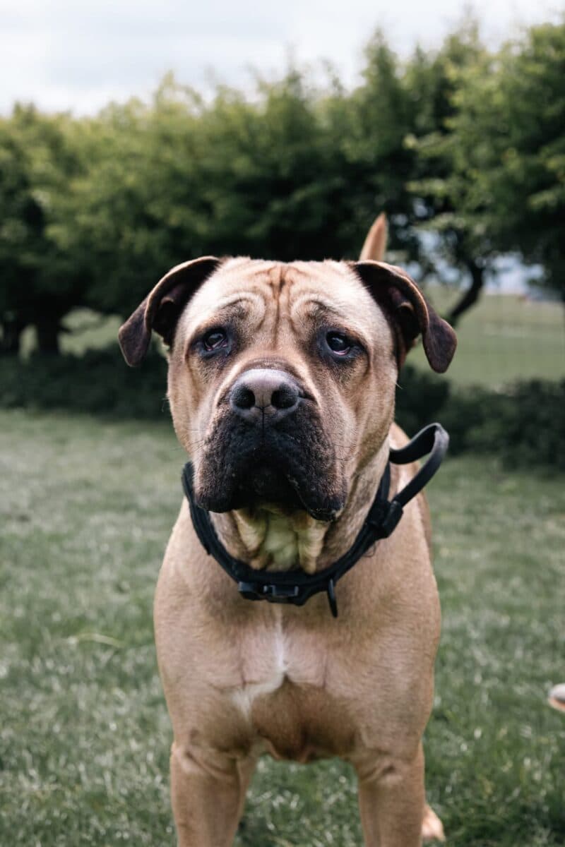 Kilo, a Unknown old unknown Unknown available for adoption from Newcastle Dogs & Cats Shelter in Tyne and Wear