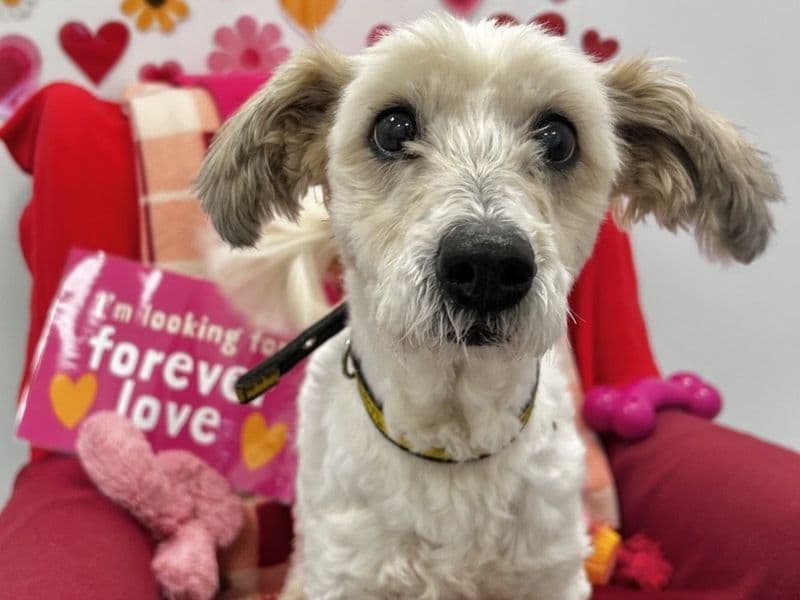Coco, a 8 years old female Shih Tzu available for adoption from Dogs Trust in Northern Ireland