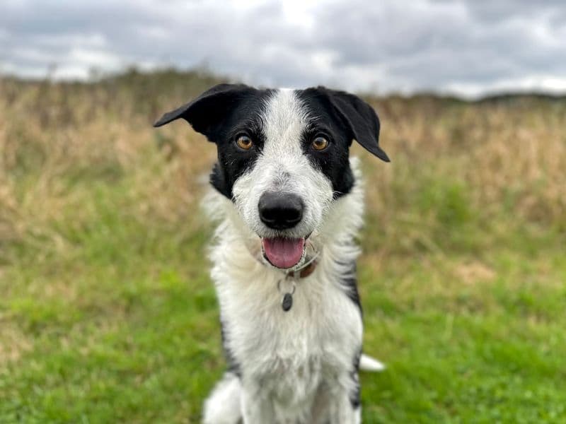 Alfie, a 8 years old male Collie available for adoption from Dogs Trust in West Sussex
