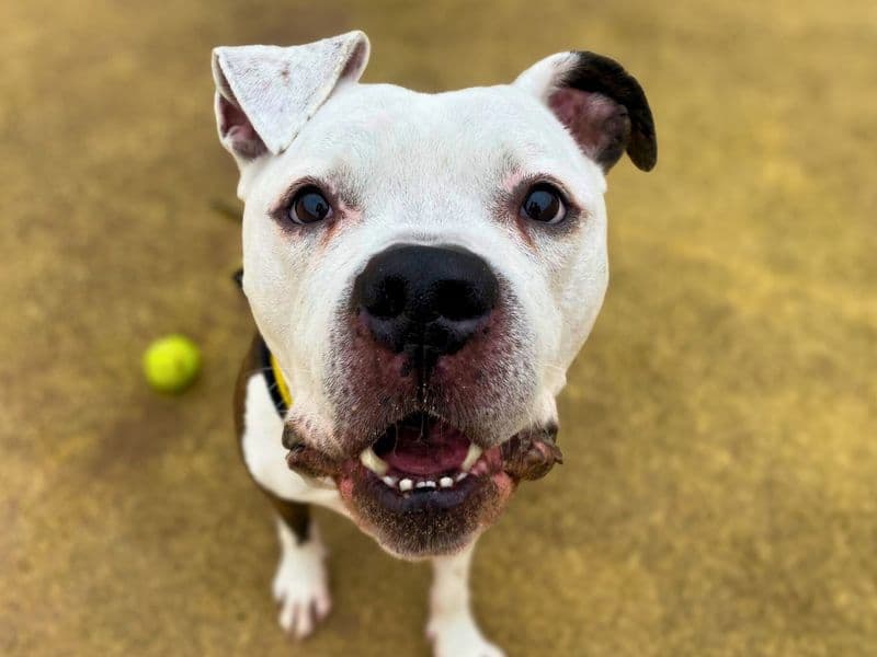 Buzz, a 6 years old male Bullmastiff available for adoption from Dogs Trust in Greater Manchester