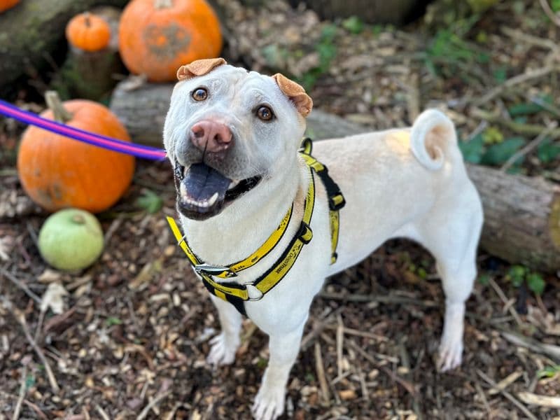 Lola, a 6 years old female Shar Pei available for adoption from Dogs Trust in Greater London