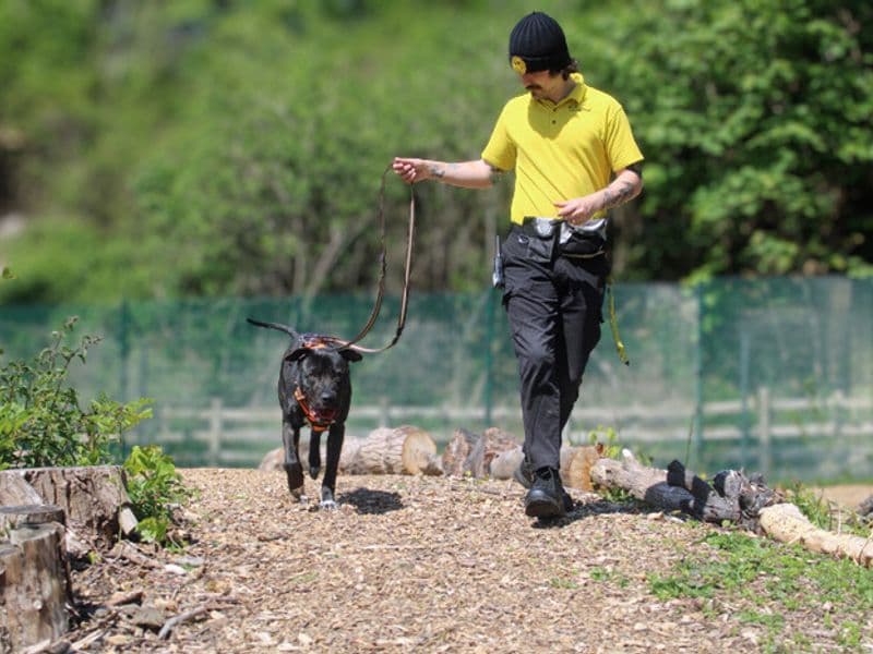 Baxter, a 4 years old male Mastiff available for adoption from Dogs Trust in Merseyside