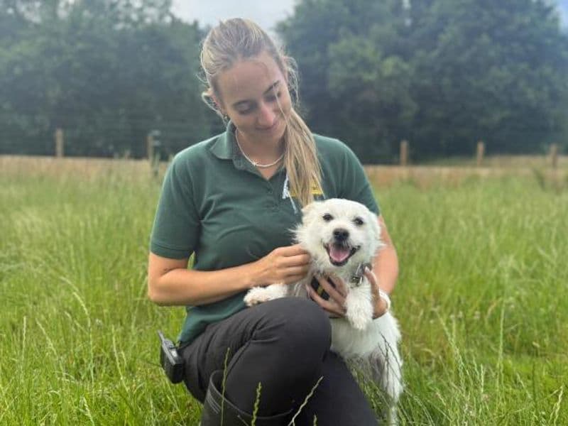 Chino, a 4 years old male Shih Tzu available for adoption from Dogs Trust in Shropshire