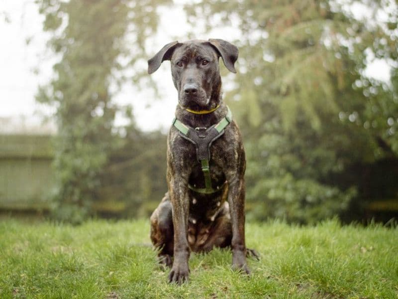 Ada, a 2 years old female Mastiff available for adoption from Dogs Trust in Warwickshire