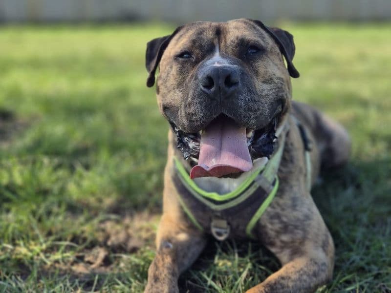 Eddie, a 4 years old male Bullmastiff available for adoption from Dogs Trust in Shropshire