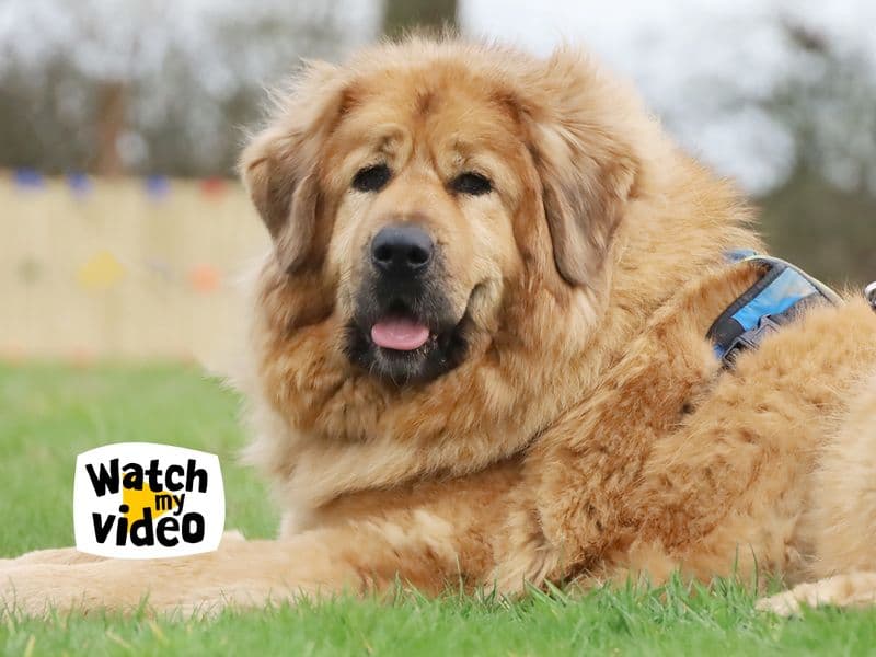 Moana, a 4 years old female Tibetan Mastiff available for adoption from Dogs Trust in West Yorkshire