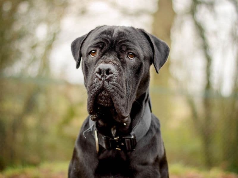 Atlas, a 2 years old male Mastiff available for adoption from Dogs Trust in Warwickshire