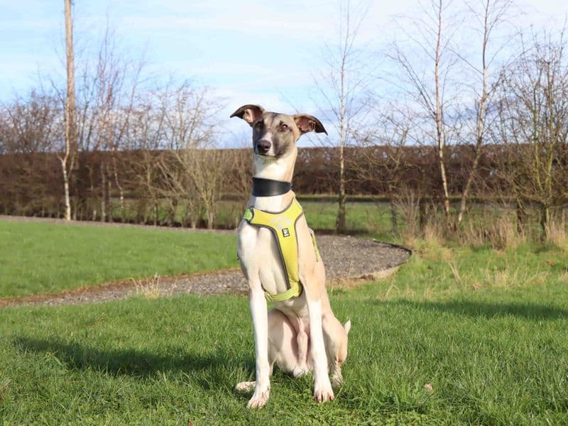 Darren, a 2 years old male Whippet available for adoption from Dogs Trust in County Durham