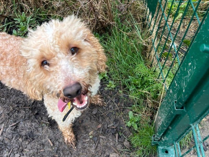Brando, a 4 years old male Poodle available for adoption from Dogs Trust in West Sussex