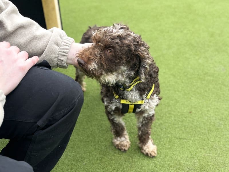 Audrey, a 4 years old female Poodle available for adoption from Dogs Trust in West Sussex