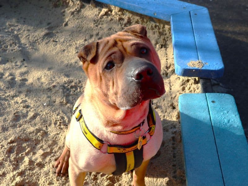 Gretel, a 4 years old female Shar Pei available for adoption from Dogs Trust in Greater London