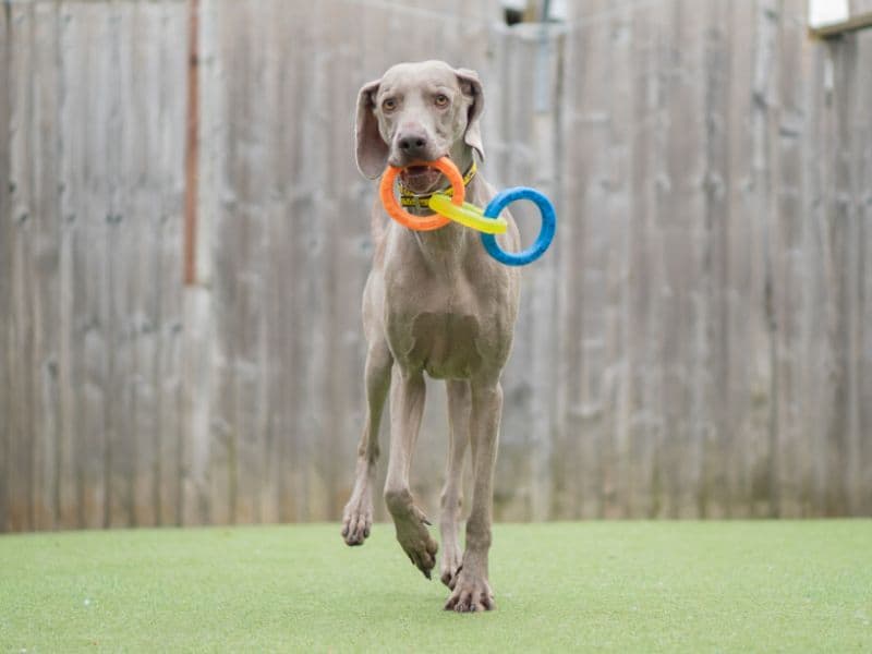 Jax, a 6 years old male Weimaraner available for adoption from Dogs Trust in Warwickshire