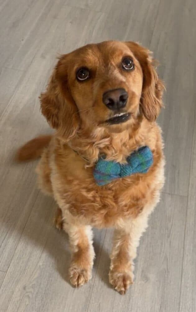 Archie, a 4 years old male Cocker Spaniel X Poodle available for adoption from Doodle Aid in Cumbria