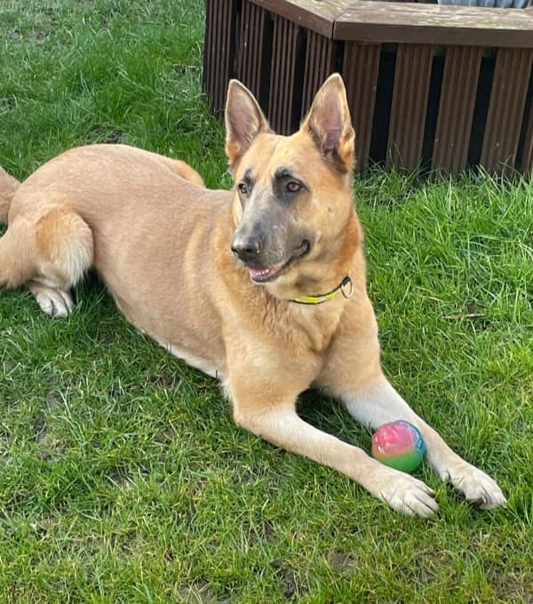 Sadie, a 2 years old female German Shepherd available for adoption from German Shepherd Dog Rescue in North East