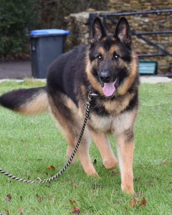 Mouse, a German Shepherd available for adoption from German Shepherd Dog Rescue in North East