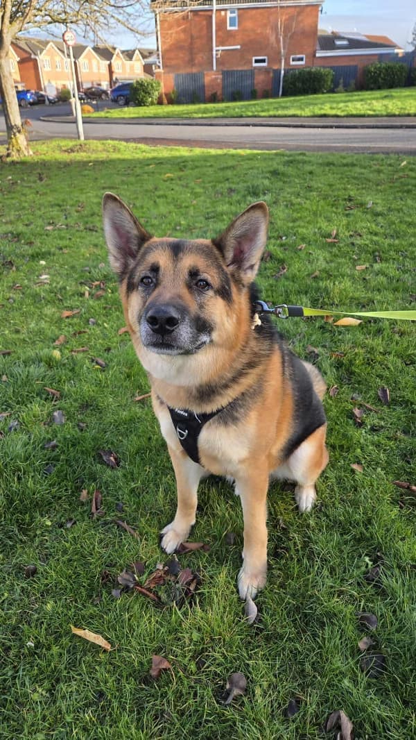 Aslan, a 5 years old male German Shepherd available for adoption from German Shepherd Dog Rescue in North East
