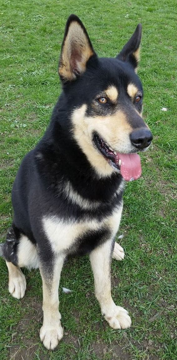 Skyler, a male German Shepherd available for adoption from German Shepherd Dog Rescue in North East