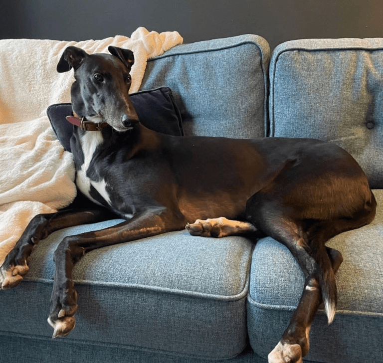 Darlow, a 5 years old male Greyhound available for adoption from Greyhound Rescue North East in County Durham