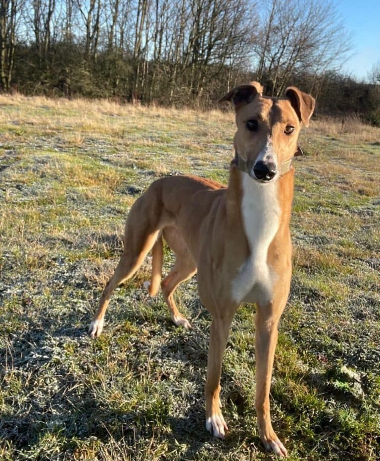 Peaches, a 4 years old female Greyhound available for adoption from Greyhound Rescue North East in County Durham