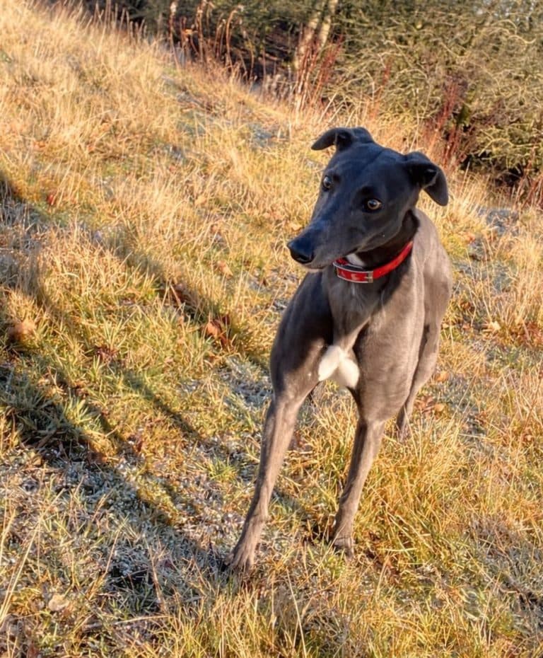 Chanel, a 2 years old female Greyhound available for adoption from Greyhound Rescue North East in County Durham