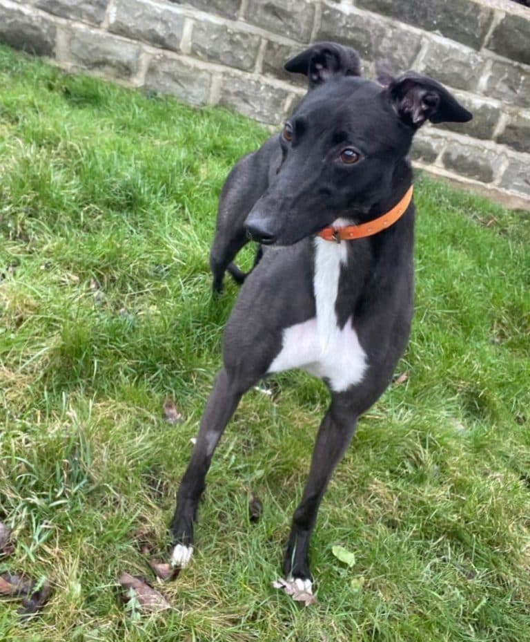 Maggie, a 2 years old female Greyhound available for adoption from Greyhound Rescue North East in County Durham