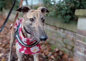 Billy, a Unknown old unknown Greyhound available for adoption from Wimbledon Greyhound Welfare in Greater London