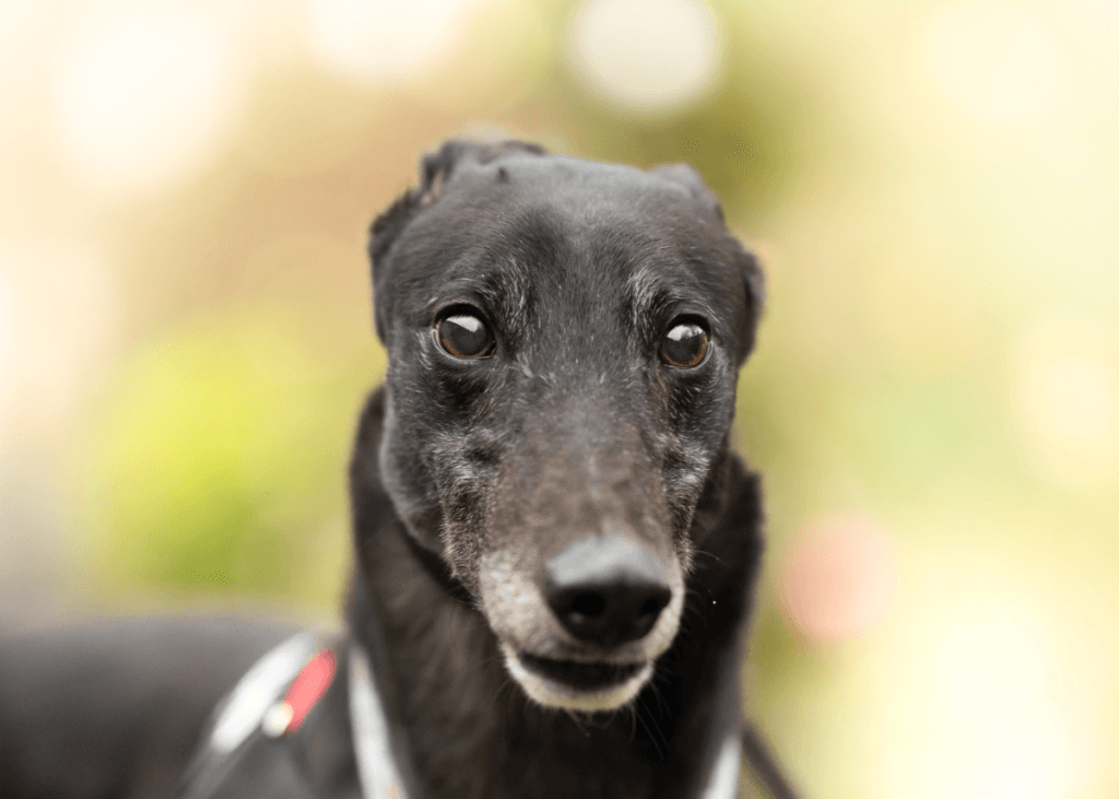 Billy, a Unknown old unknown Greyhound available for adoption from Wimbledon Greyhound Welfare in Greater London